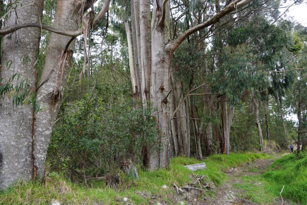 Eucalipto introducido, una especie que es recomendable eliminar y que suministraría buena madera a necesidades del parque. Notar el tamaño